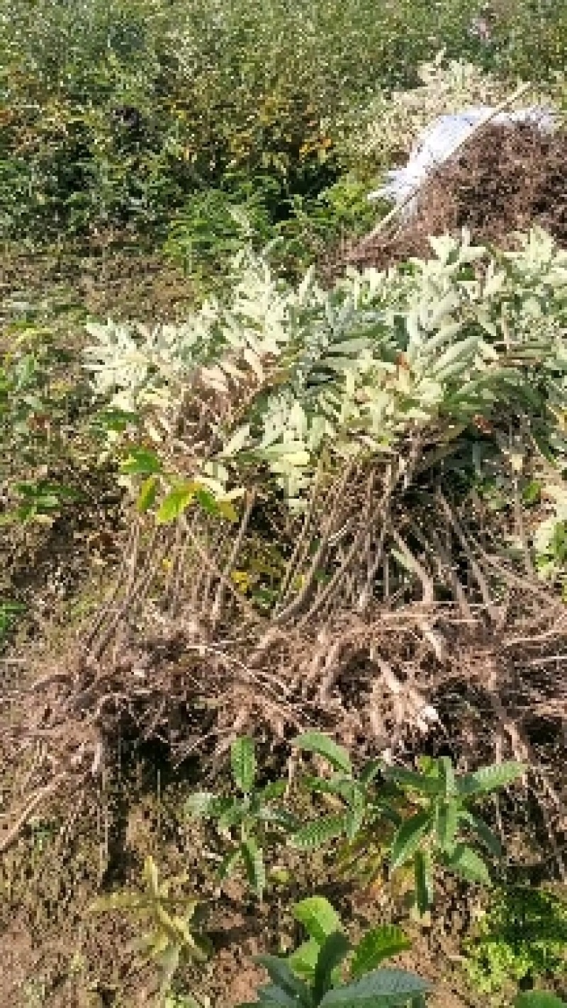 小叶青冈栓皮栎1年生地径03-1.5产地批发货源充足