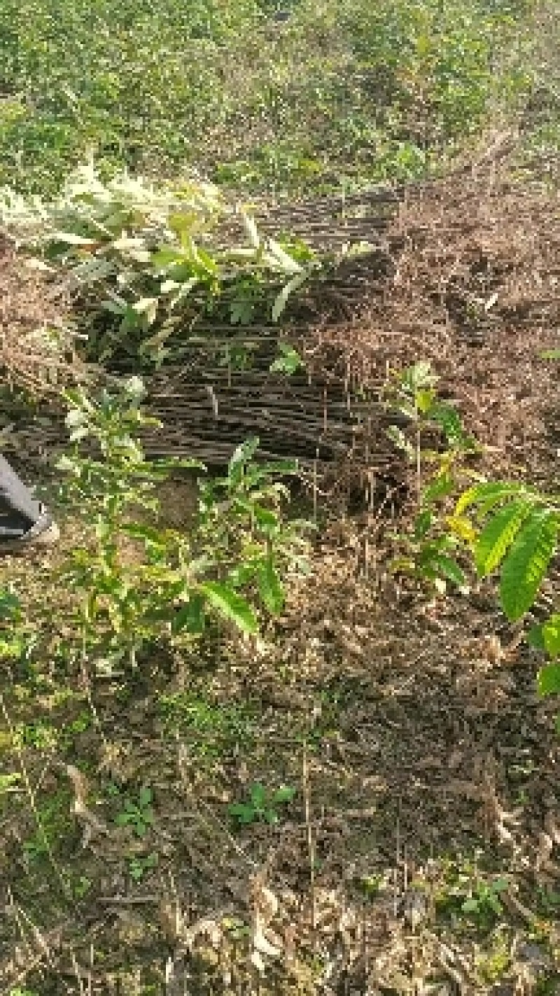 小叶青冈栓皮栎1年生地径03-1.5产地批发货源充足