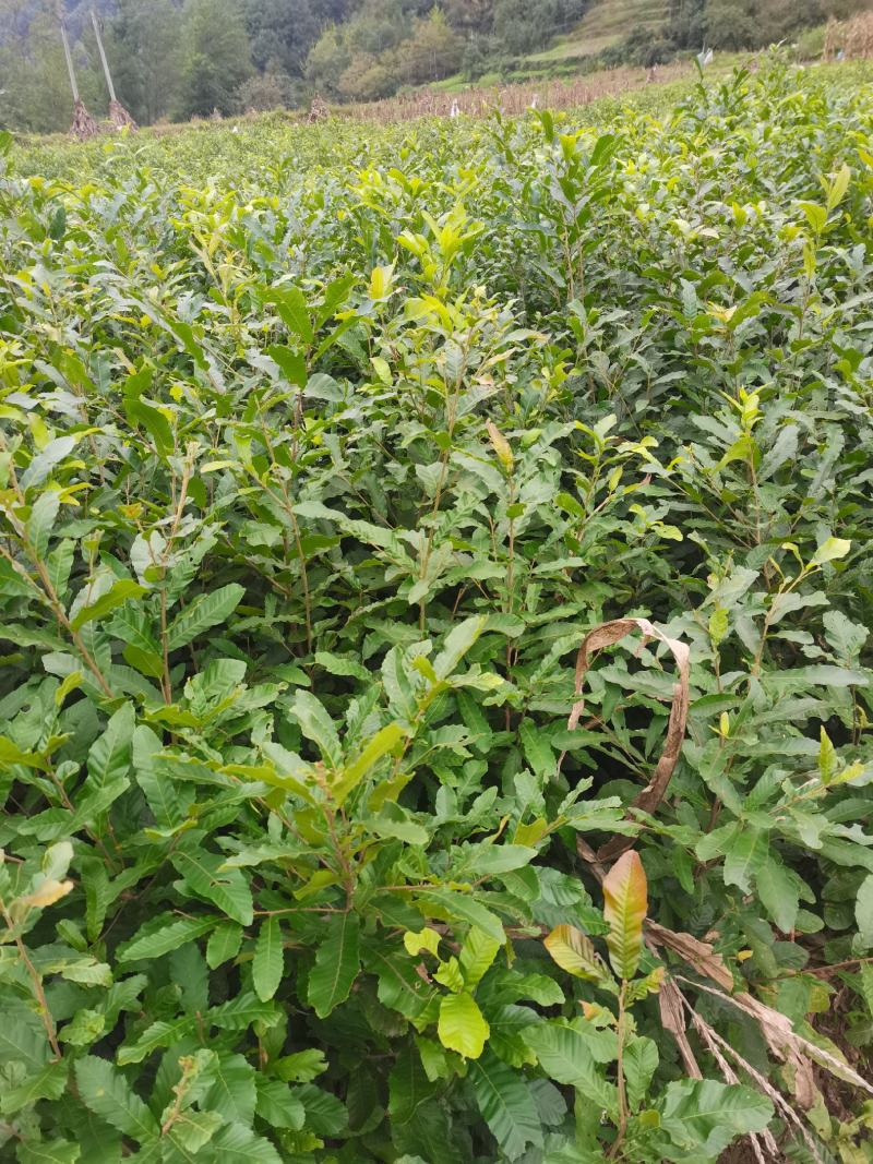 小叶青冈栓皮栎1年生地径03-1.5产地批发货源充足