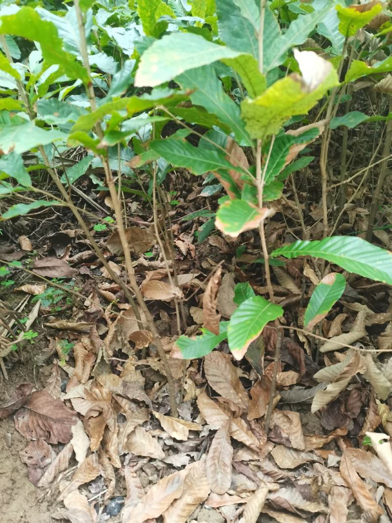 小叶青冈栓皮栎1年生地径03-1.5产地批发货源充足