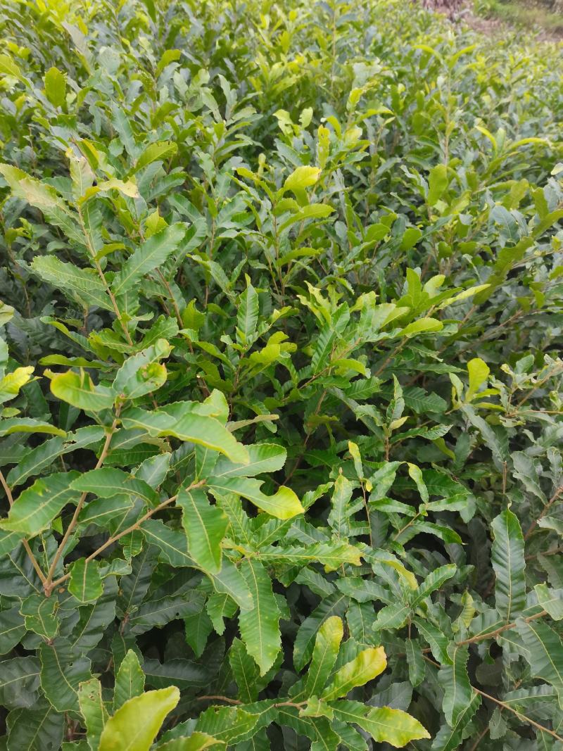 小叶青冈栓皮栎1年生地径03-1.5产地批发货源充足