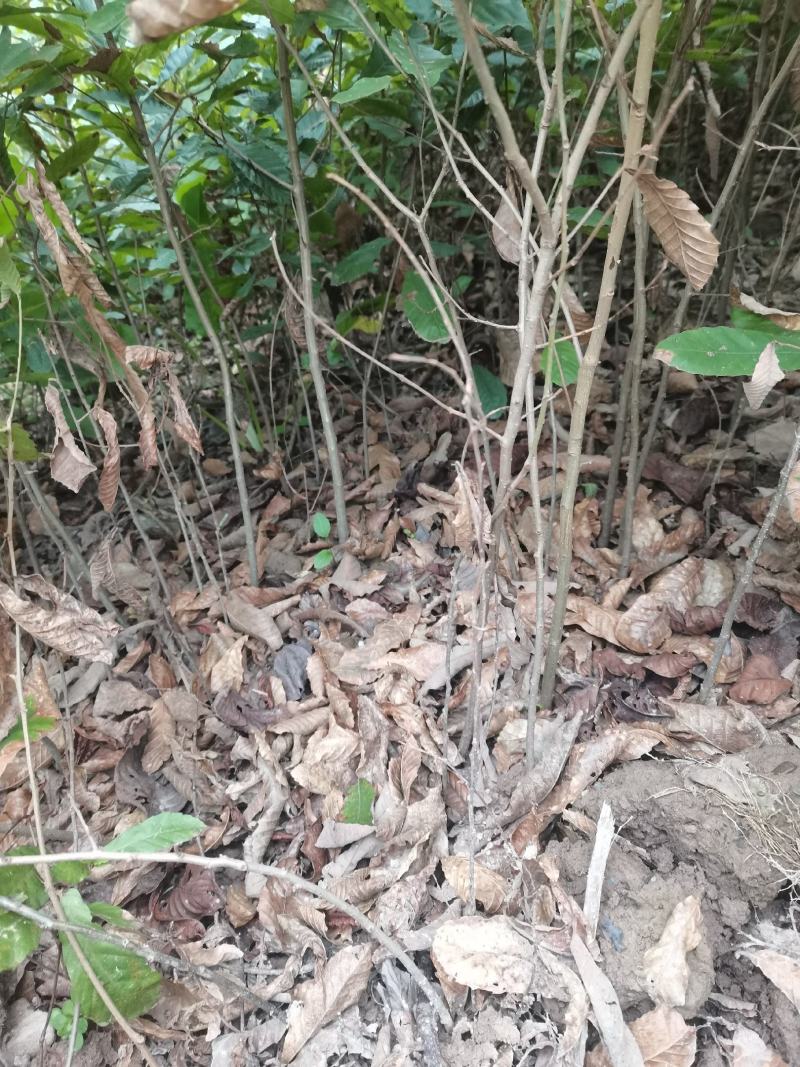 小叶青冈栓皮栎1年生地径03-1.5产地批发货源充足