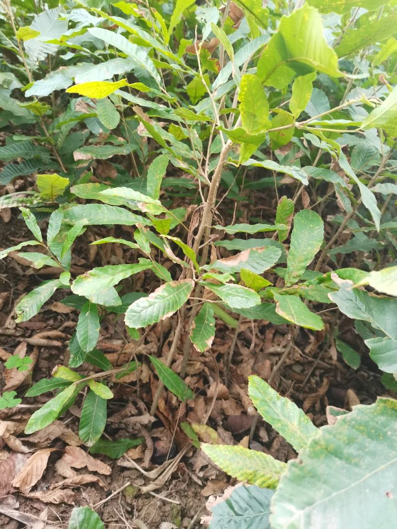 小叶青冈栓皮栎1年生地径03-1.5产地批发货源充足