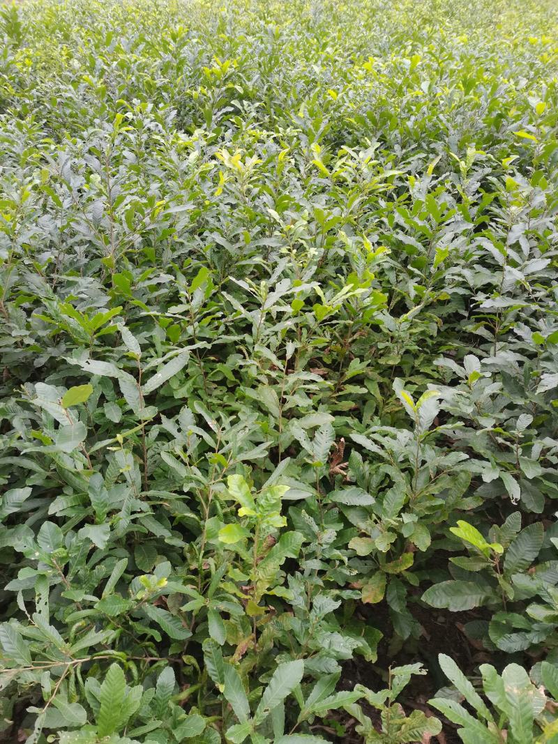 小叶青冈栓皮栎1年生地径03-1.5产地批发货源充足