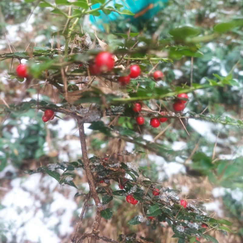小叶绣花针苗（虎刺）