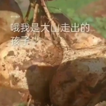 四川冕宁县里庄镇小面上湾土瓜