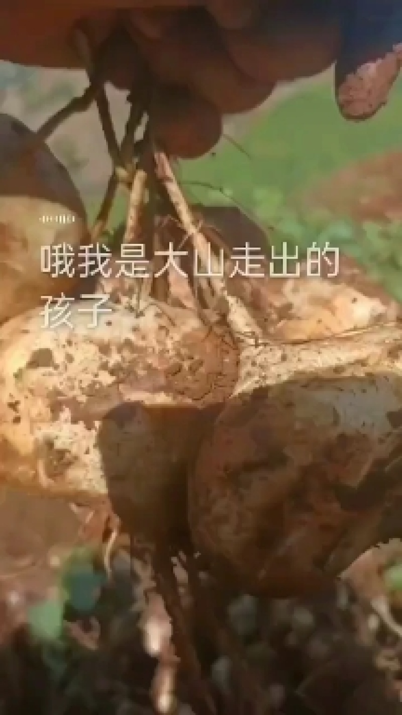 四川冕宁县里庄镇小面上湾土瓜