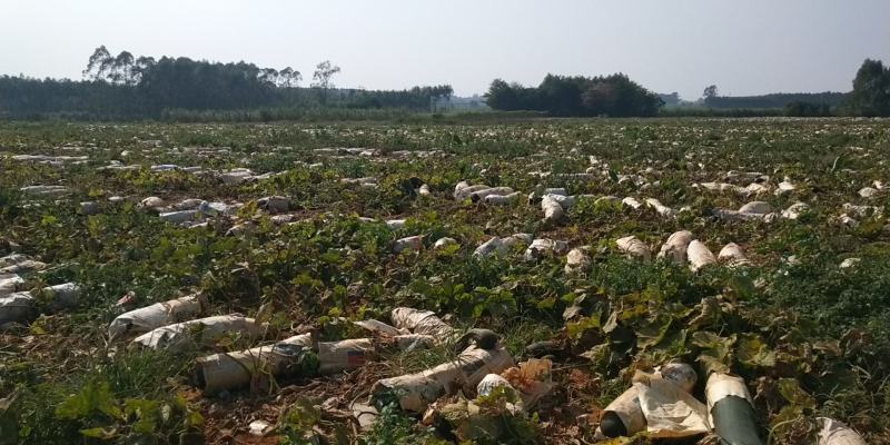 地冬瓜、黑皮地冬瓜，爬地瓜、白冬瓜、基地直供