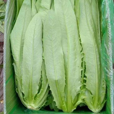精品油麦菜
