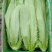 精品油麦菜