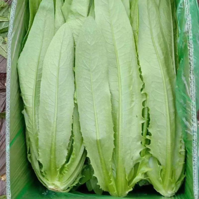 精品油麦菜