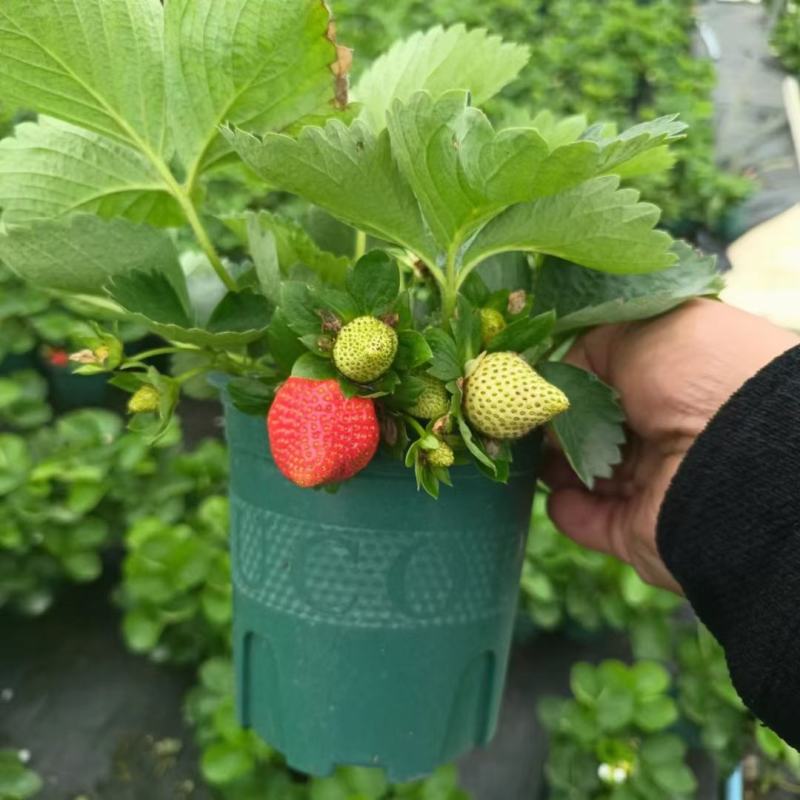 草莓盆栽基地生产甜茶理草莓盆栽香甜可口清香草莓盆栽