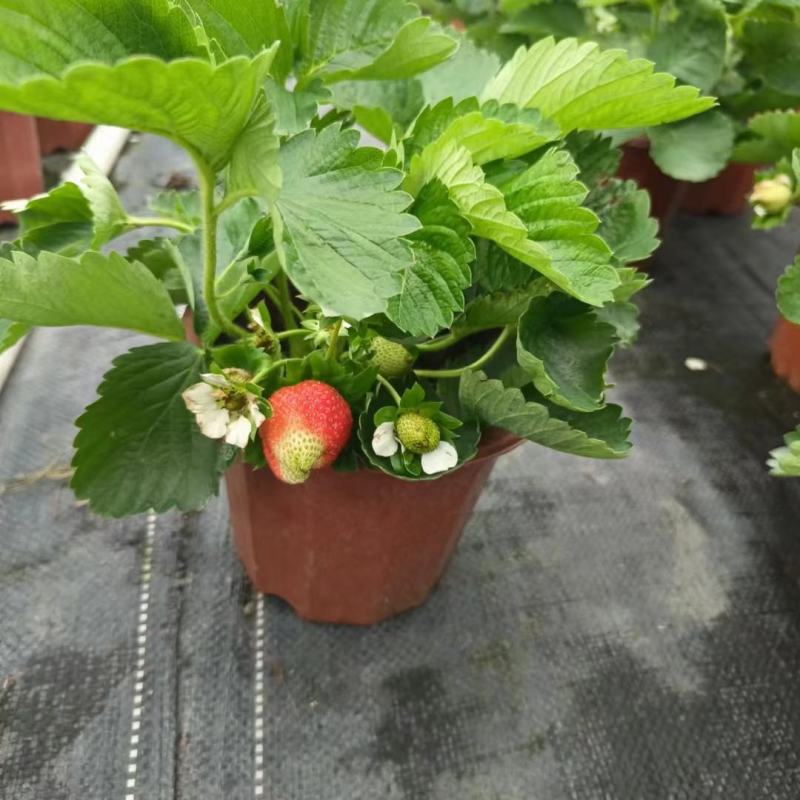 草莓盆栽基地生产甜茶理草莓盆栽香甜可口清香草莓盆栽