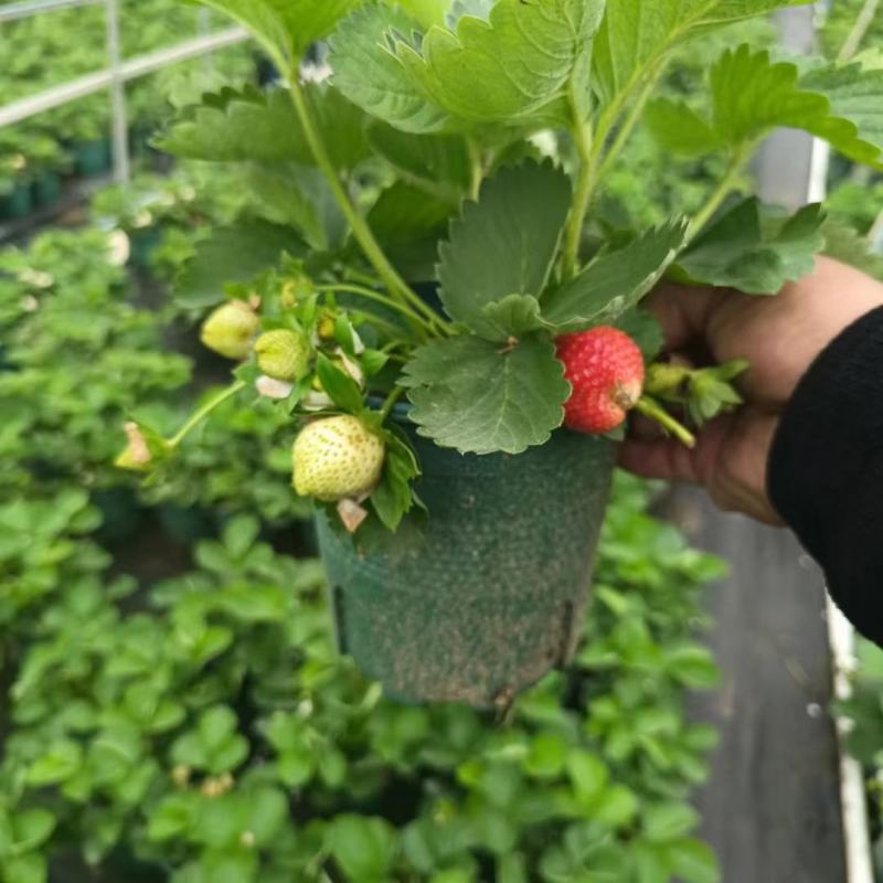 草莓盆栽基地生产甜茶理草莓盆栽香甜可口清香草莓盆栽