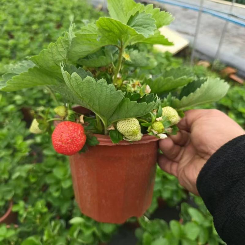 草莓盆栽基地生产甜茶理草莓盆栽香甜可口清香草莓盆栽