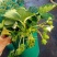 草莓盆栽基地生产甜茶理草莓盆栽香甜可口清香草莓盆栽