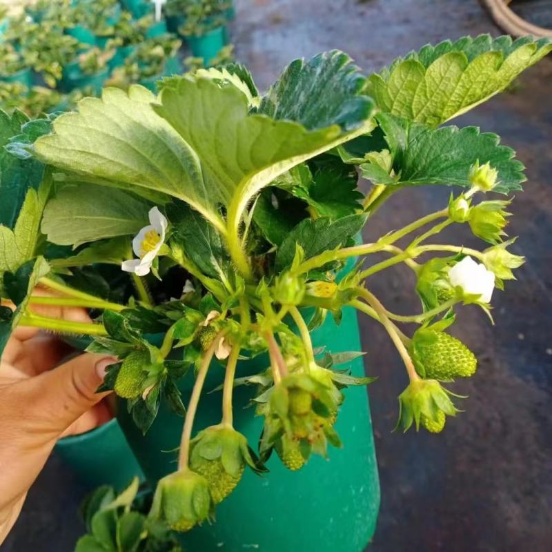 草莓盆栽基地生产甜茶理草莓盆栽香甜可口清香草莓盆栽