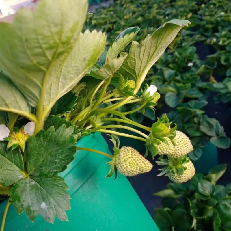 草莓盆栽基地生产甜茶理草莓盆栽香甜可口清香草莓盆栽