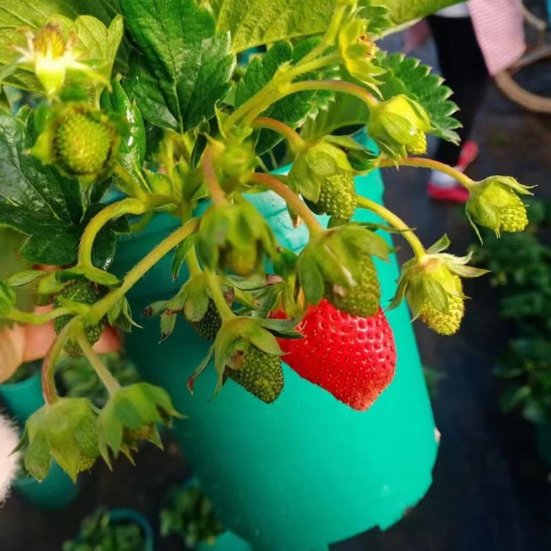 草莓盆栽基地生产甜茶理草莓盆栽香甜可口清香草莓盆栽