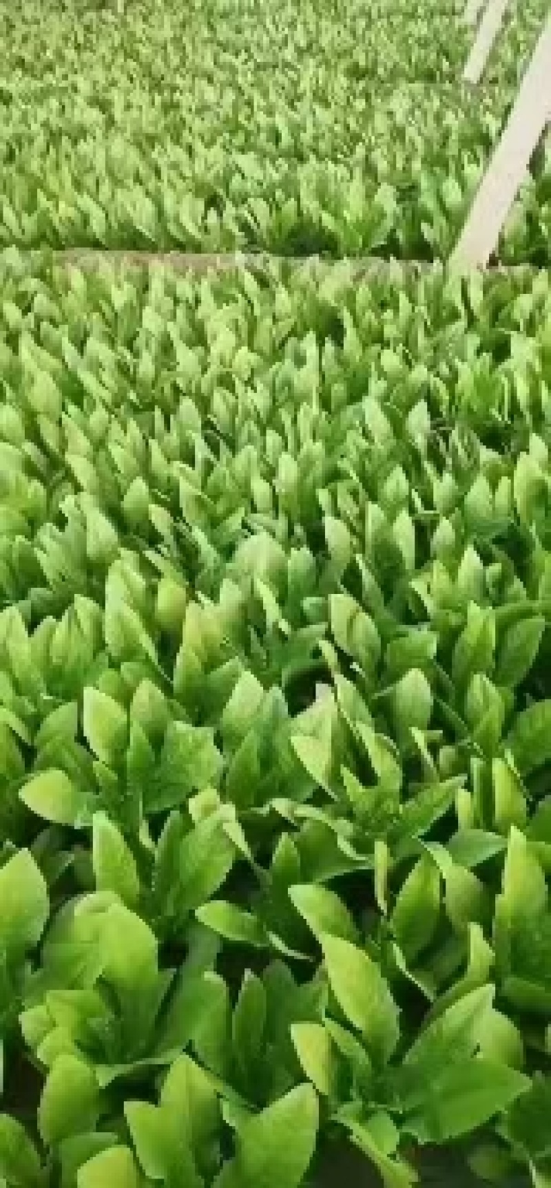精品油麦菜