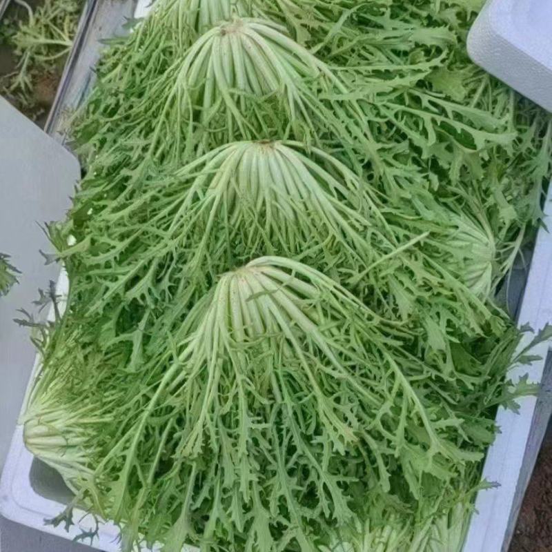 苦菊