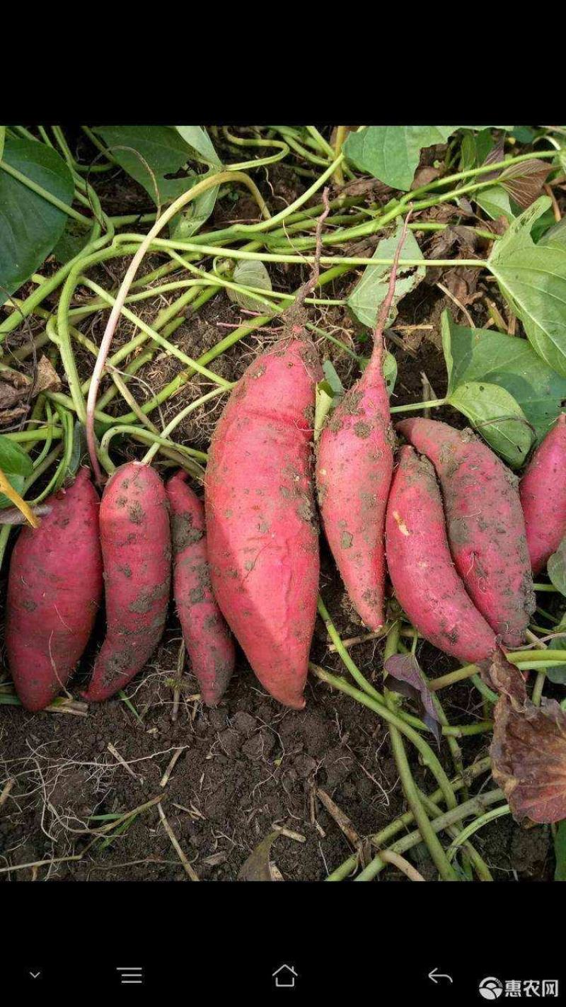 精品西瓜红商品薯，50万斤无虫眼，光滑漂亮，支持视频验货