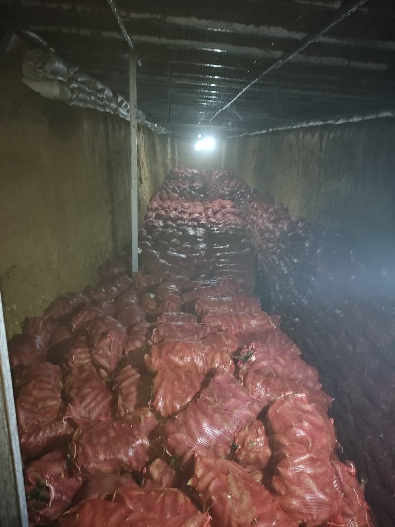 精品西瓜红商品薯，50万斤无虫眼，光滑漂亮，支持视频验货