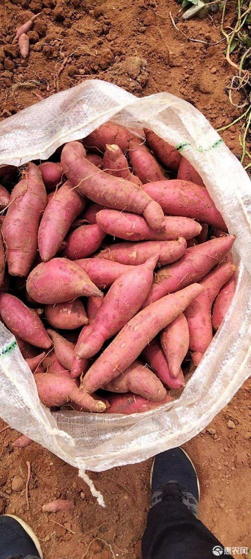 精品西瓜红商品薯，50万斤无虫眼，光滑漂亮，支持视频验货