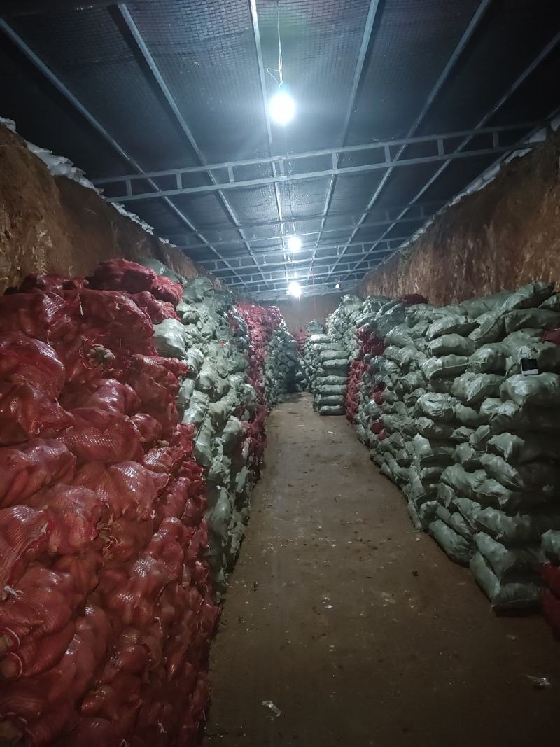 精品西瓜红商品薯，50万斤无虫眼，光滑漂亮，支持视频验货