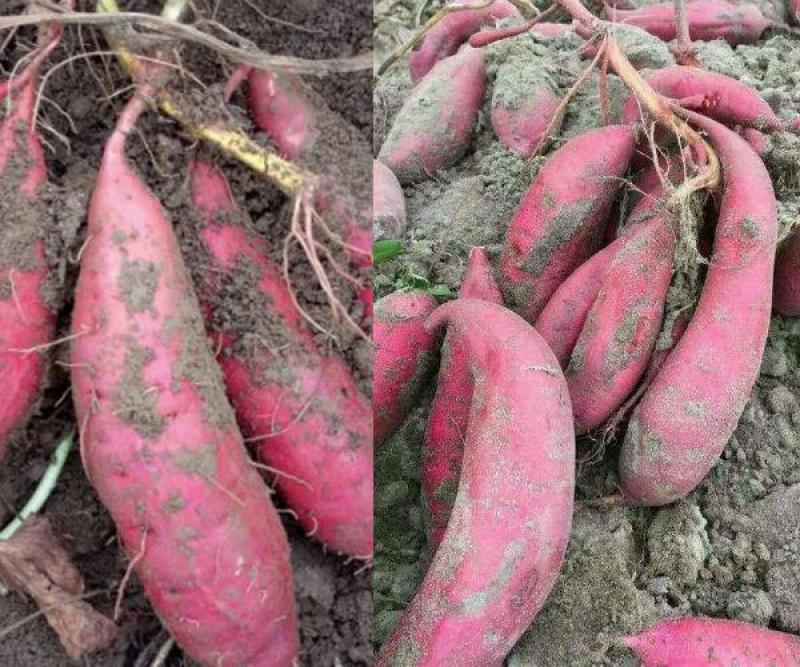 精品西瓜红商品薯，50万斤无虫眼，光滑漂亮，支持视频验货