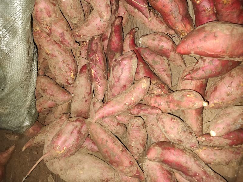 精品西瓜红商品薯，50万斤无虫眼，光滑漂亮，支持视频验货