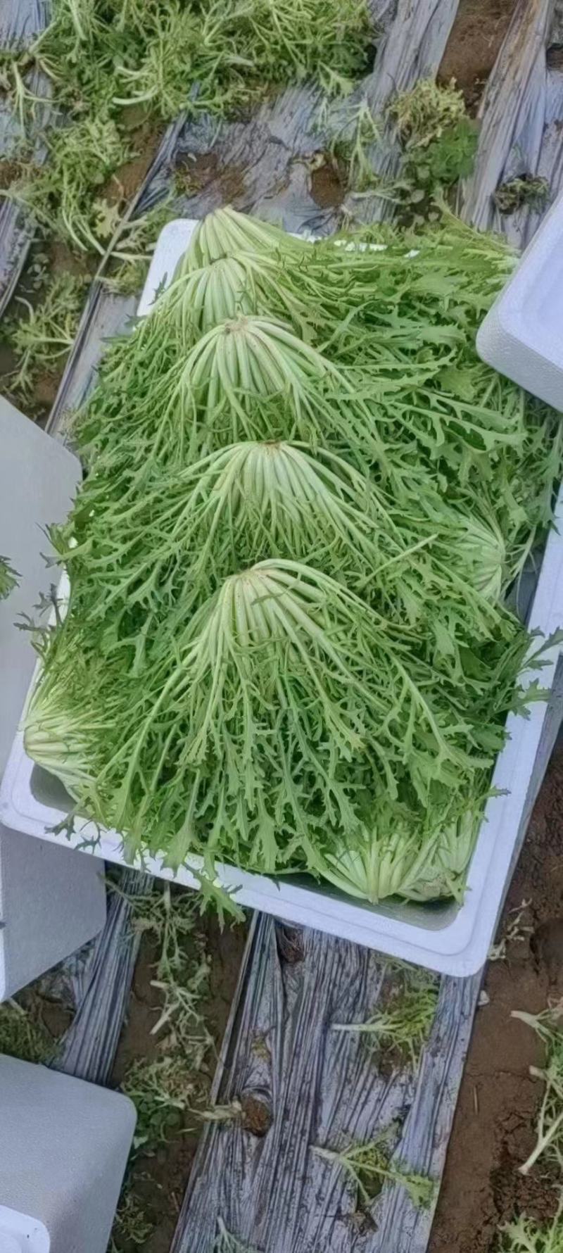 苦菊
