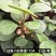 草莓盆栽基地生产甜茶理草莓盆栽香甜可口清香草莓盆栽