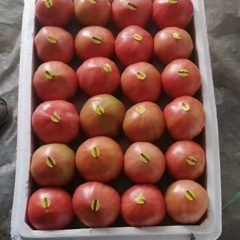 精品西红柿