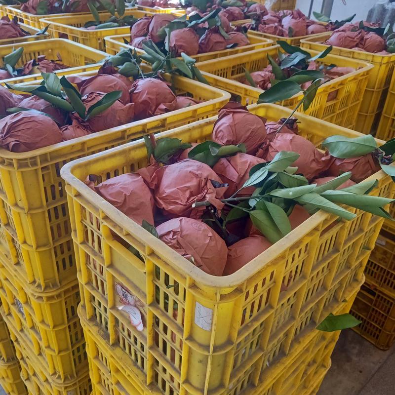 福建漳州葡萄柚大量上市中，量大从优，欢迎来电咨询采购