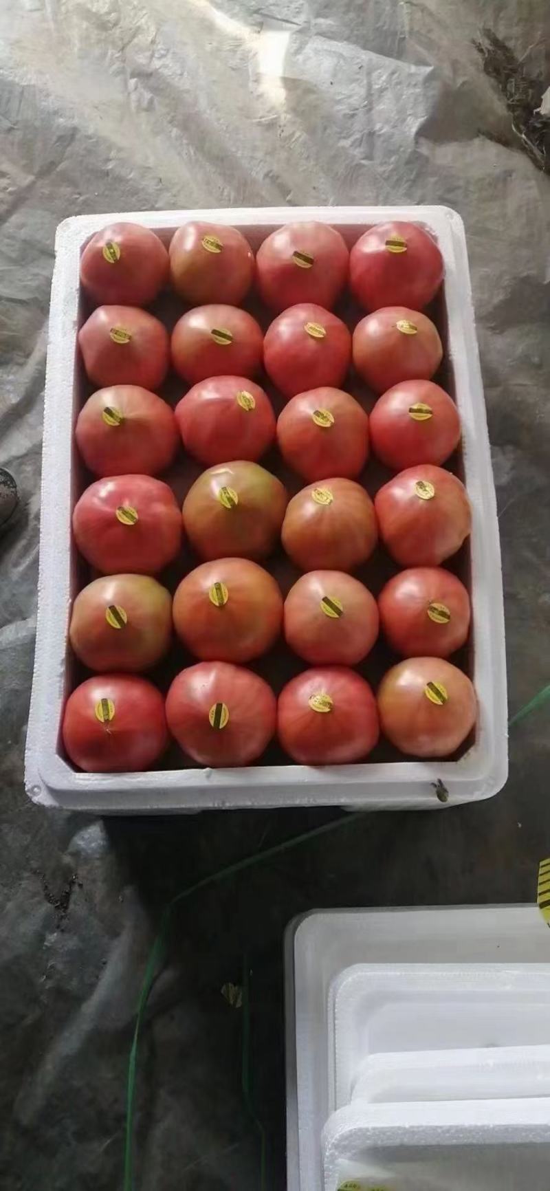 精品西红柿