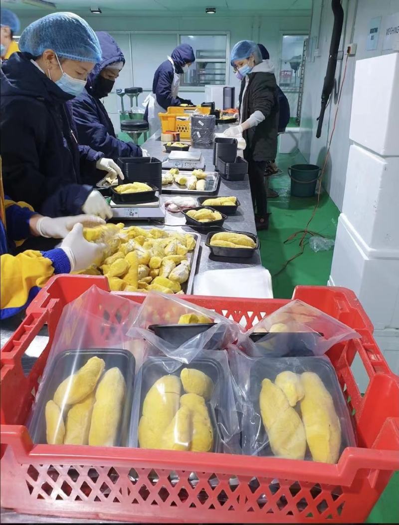 A级原料金枕榴莲肉【泰国直发，接受拼柜】