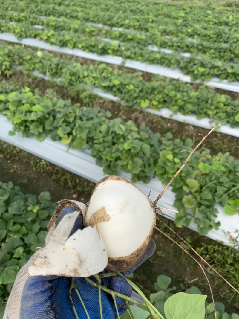 广东产豆薯凉薯已大量上市，鲜靓脆甜，品质优水份多