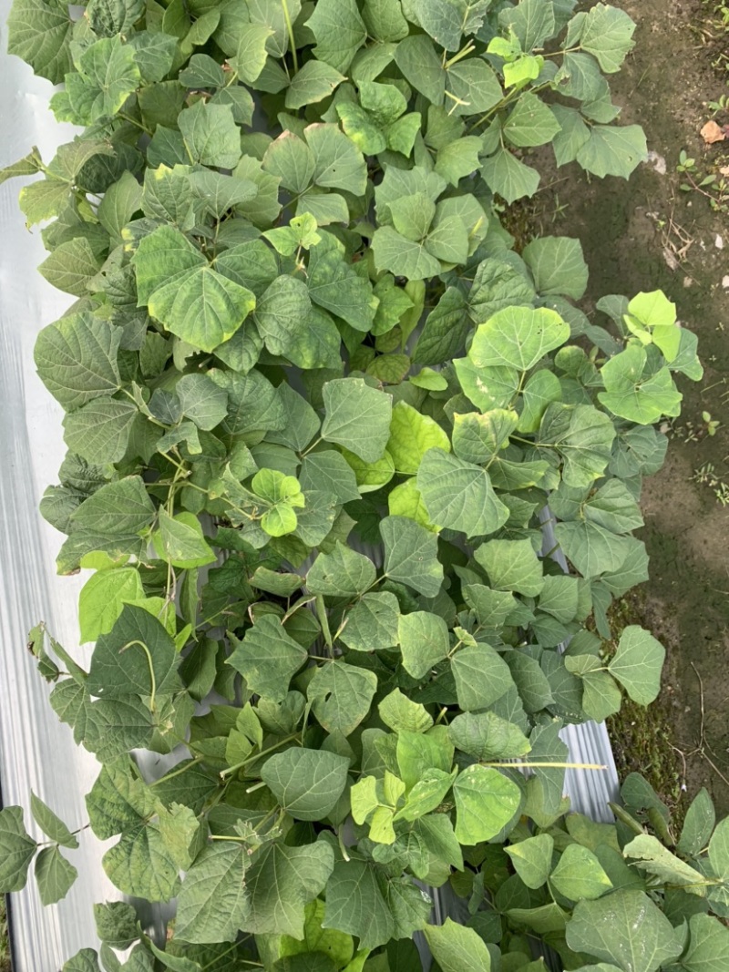 广东产豆薯凉薯已大量上市，鲜靓脆甜，品质优水份多