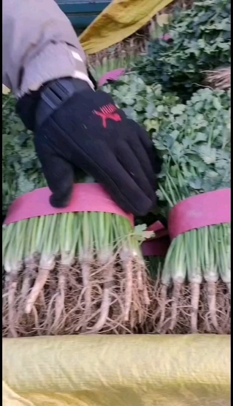 各种蔬菜，代办，价格合理，最真诚的服务，交最真诚的朋友