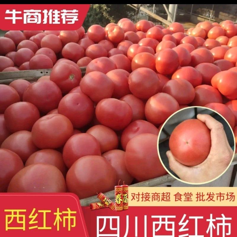 攀枝花米易县硬粉西红市粉果一条龙服务，支持商超落配货