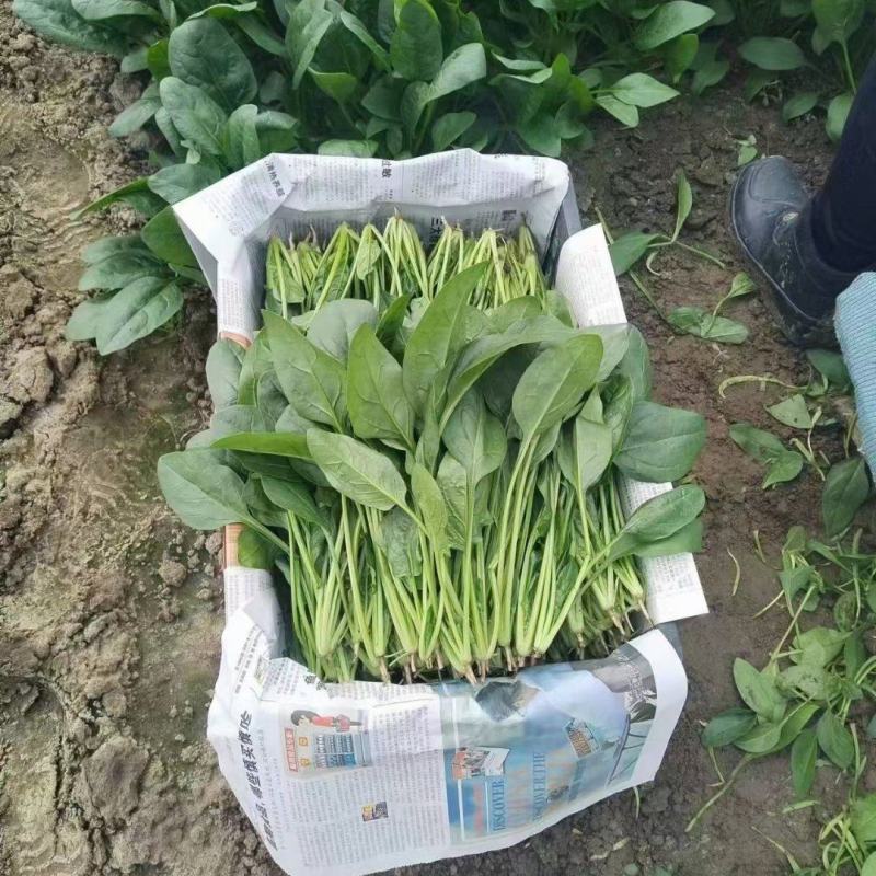 精品菠菜