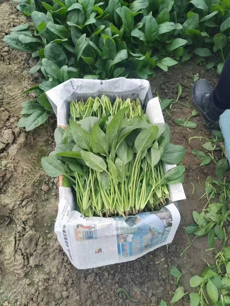 精品菠菜