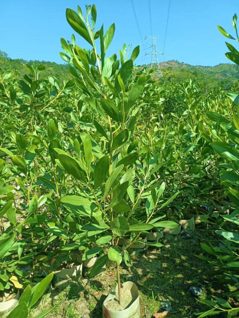 大叶相思