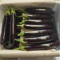 山东茄子，寿光茄子，新茬绿把长茄大量上市品质保证