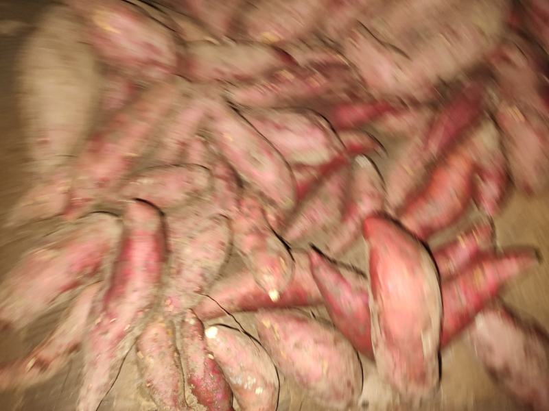 商薯19红薯种，窖藏500万斤，一手货源，预定优惠