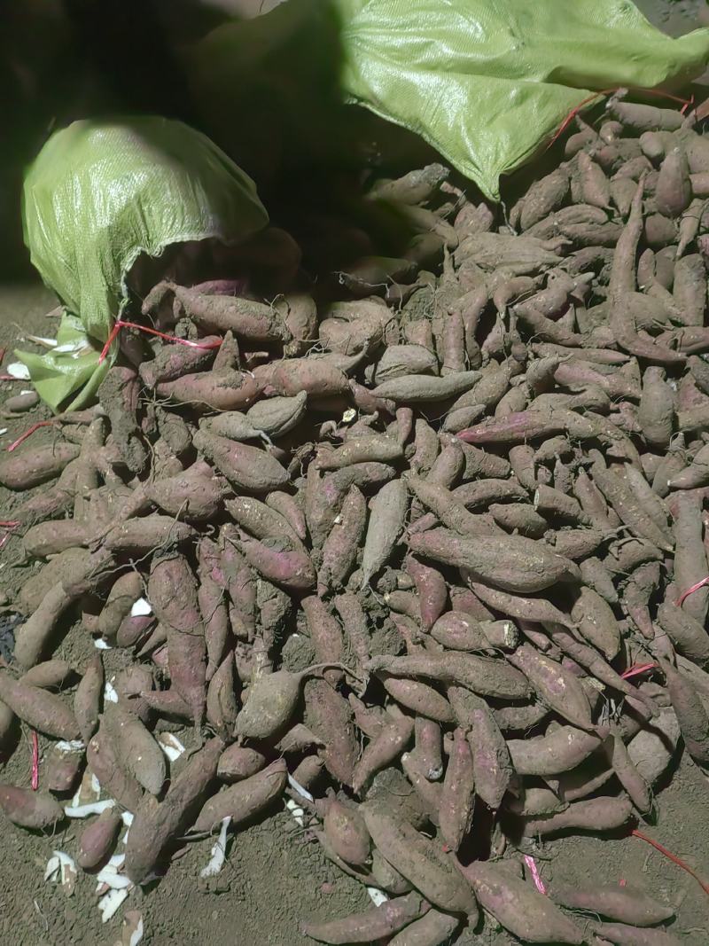 商薯19红薯种，窖藏500万斤，一手货源，预定优惠