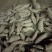 商薯19红薯种，窖藏500万斤，一手货源，预定优惠