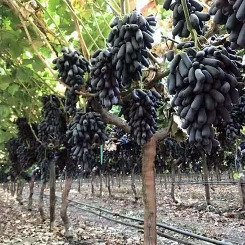 甜蜜蓝宝石葡萄树苗南方北方种植盆栽爬藤特大当年结果