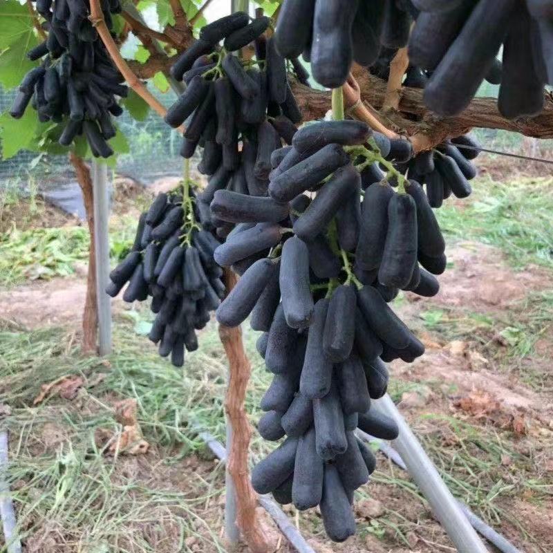 甜蜜蓝宝石葡萄树苗南方北方种植盆栽爬藤特大当年结果